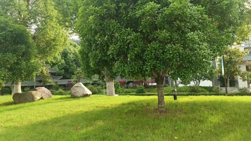 绿植租赁：价格构成与养护要点